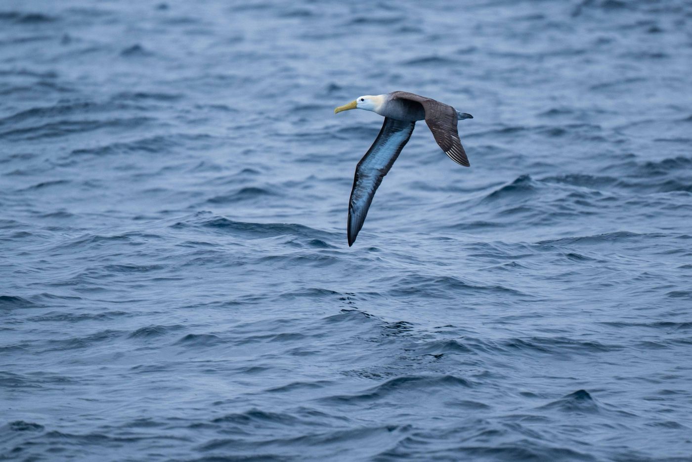GalapagosBillyHerman-297 © Billy Herman