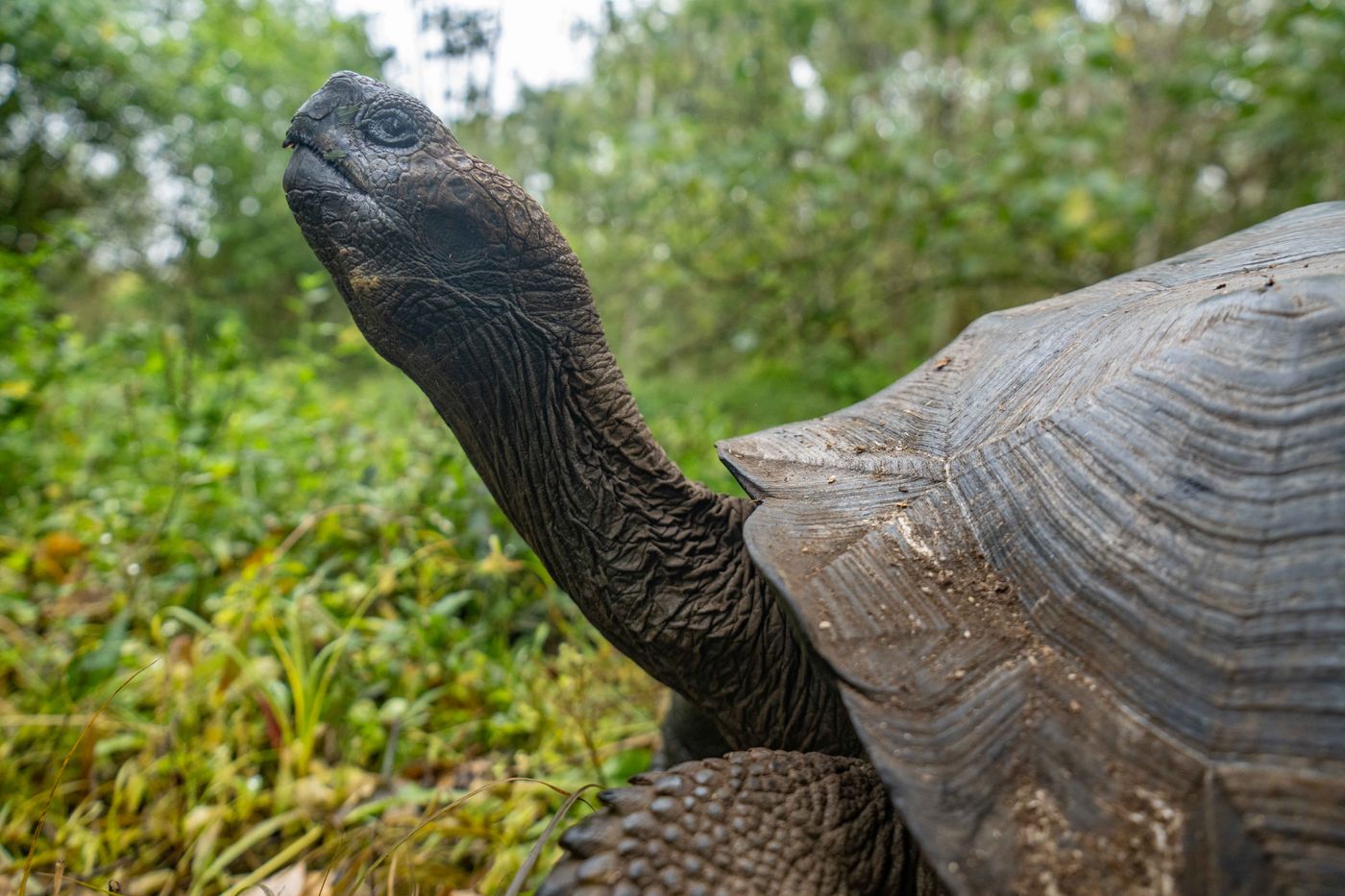 GalapagosBillyHerman-304 © Billy Herman