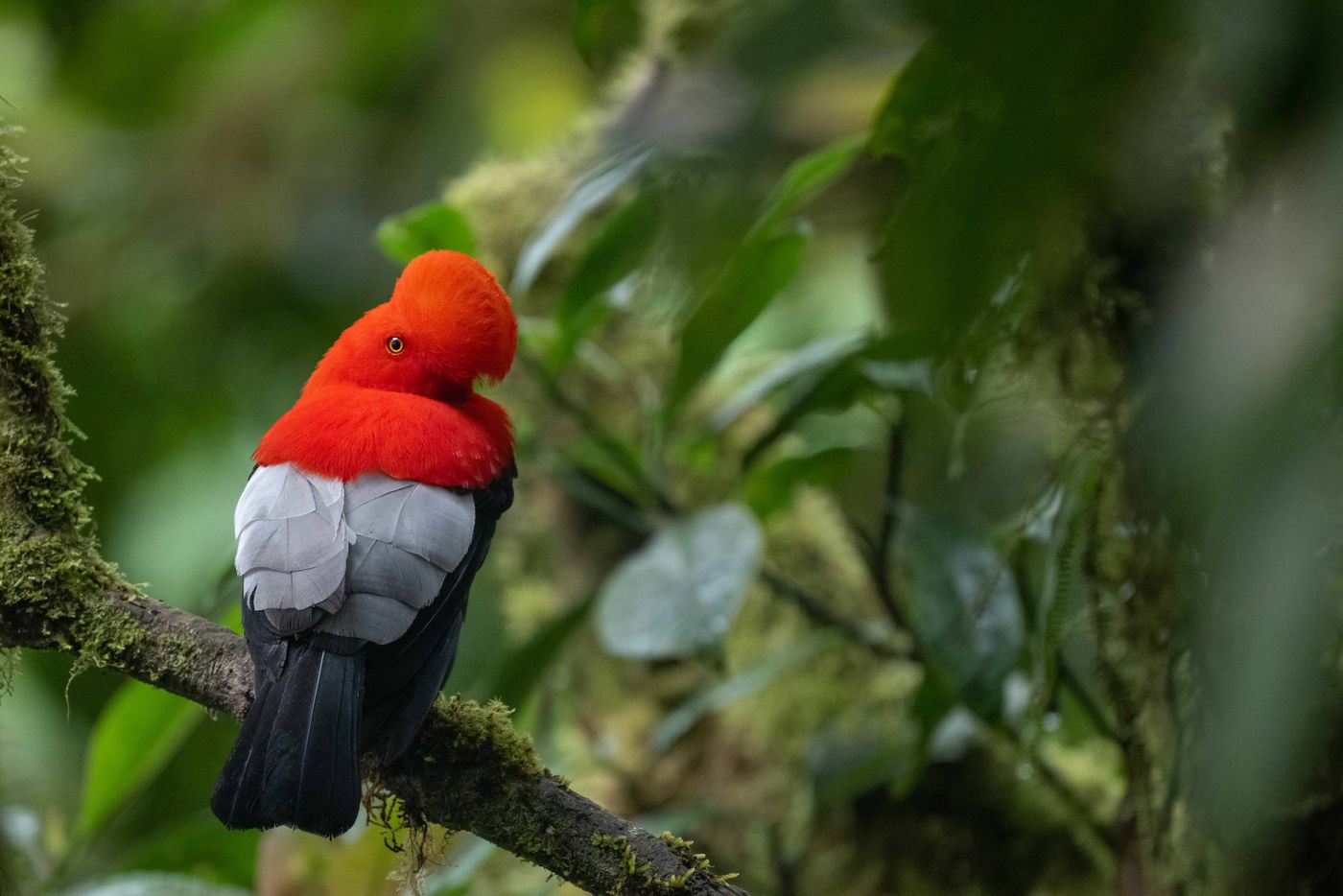 Andean cock-of-the-rock