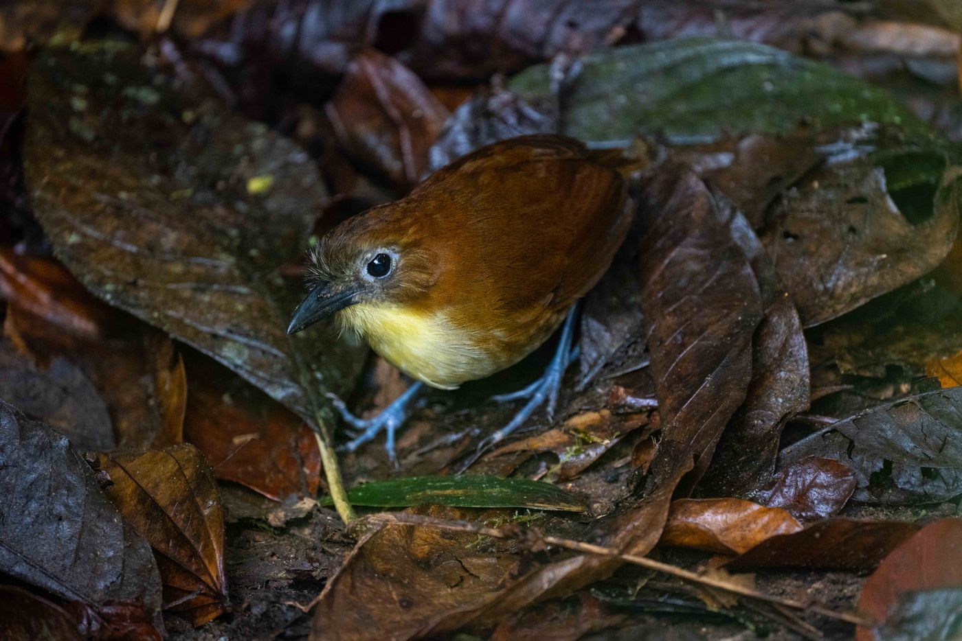 Yellow-breasted antpitta