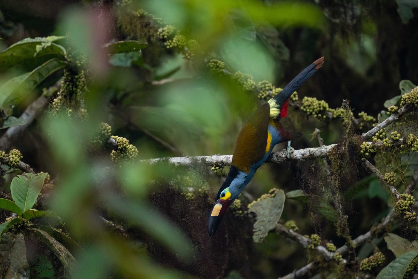 Plate-billed mountain-toucan 