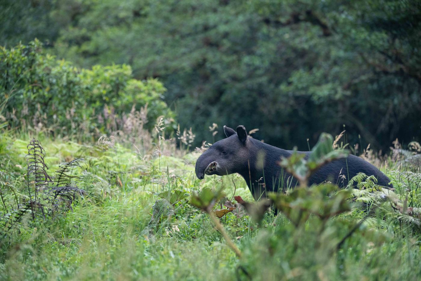 Andean tapir 