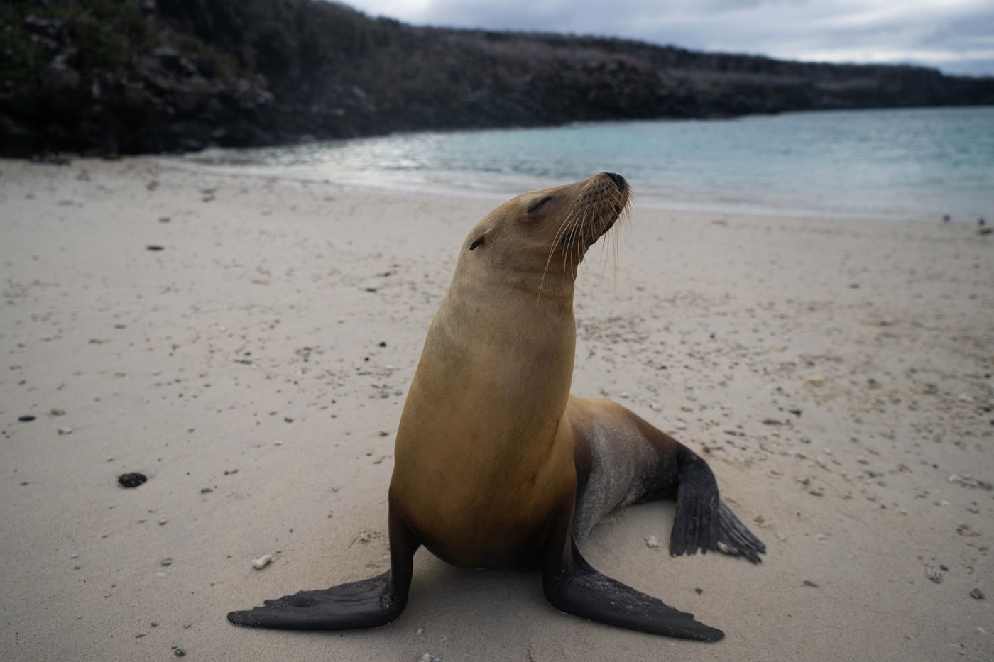 GalapagosBillyHerman-35 © Billy Herman