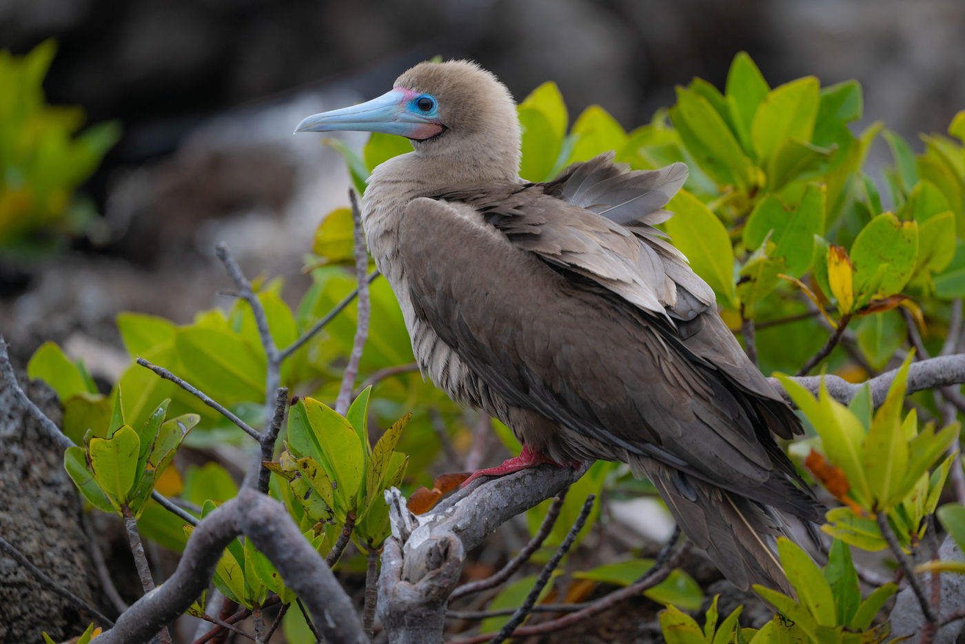 GalapagosBillyHerman-41 © Billy Herman