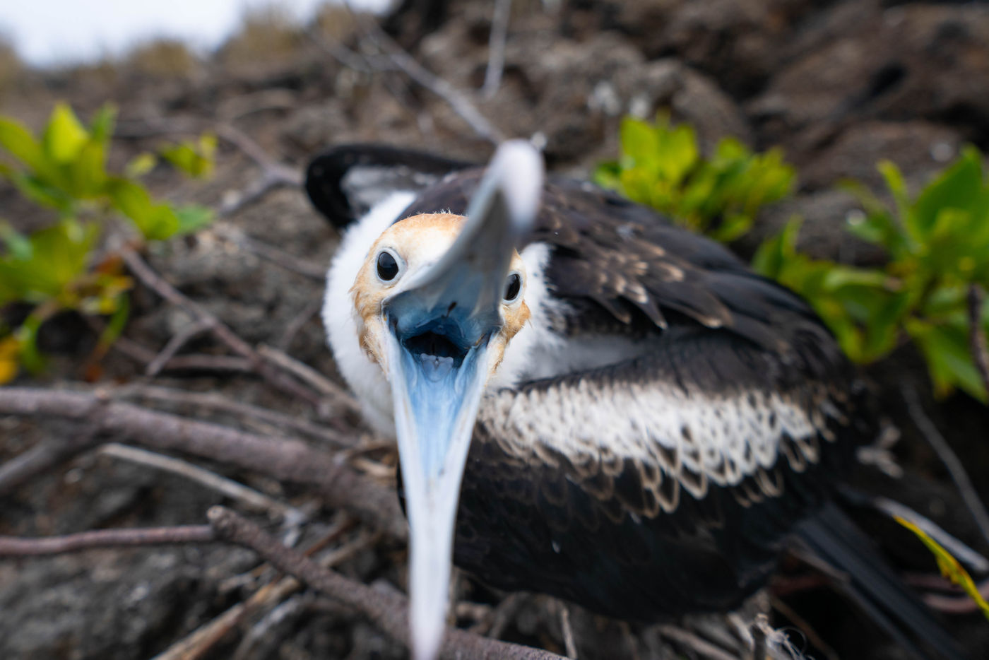 GalapagosBillyHerman-42 © Billy Herman