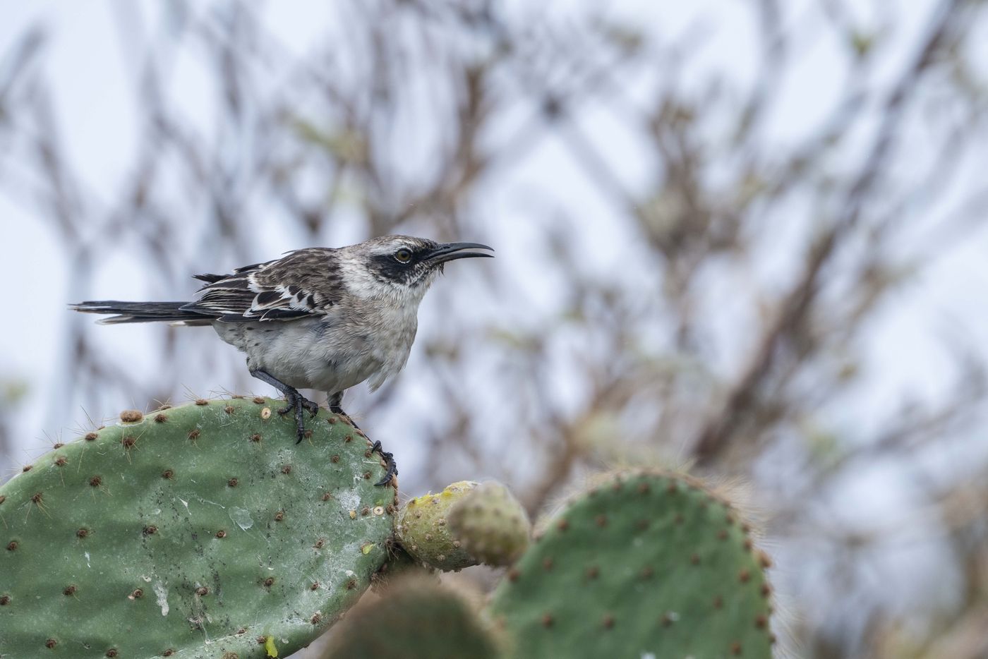 GalapagosBillyHerman-47 © Billy Herman