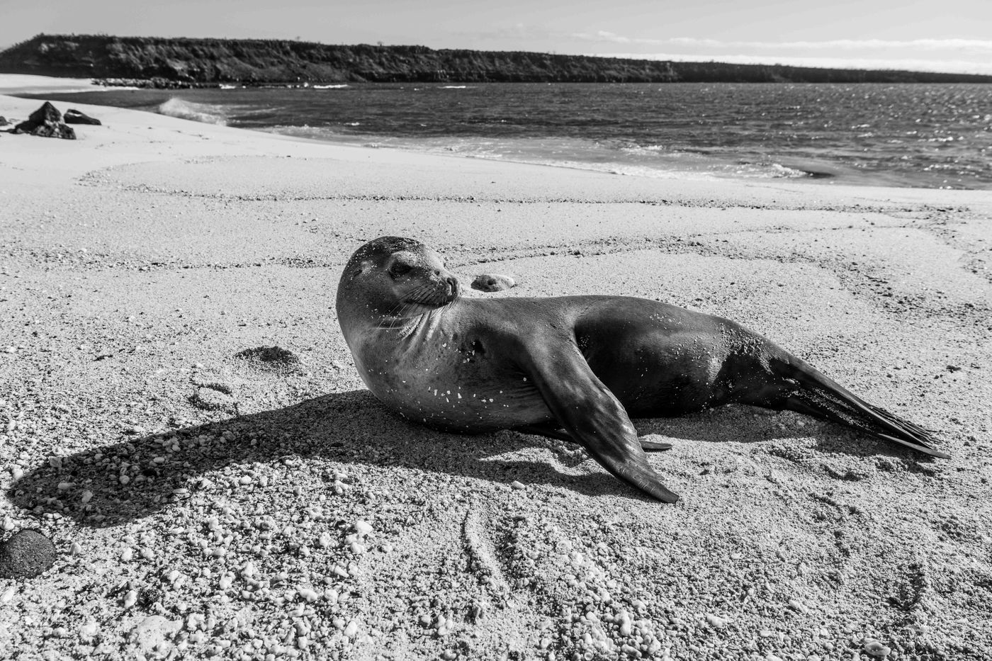 GalapagosBillyHerman-5 © Billy Herman