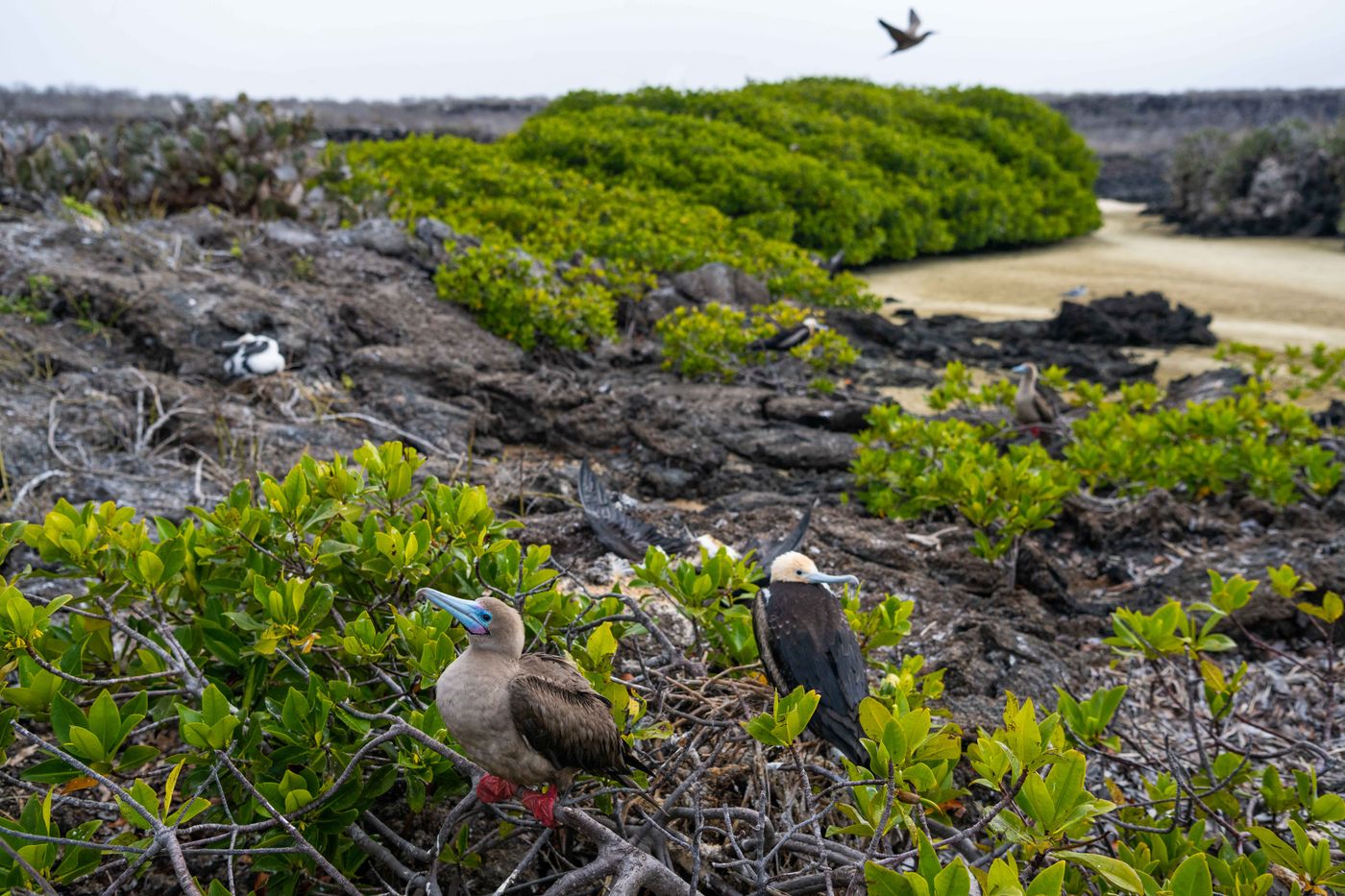 GalapagosBillyHerman-52 © Billy Herman