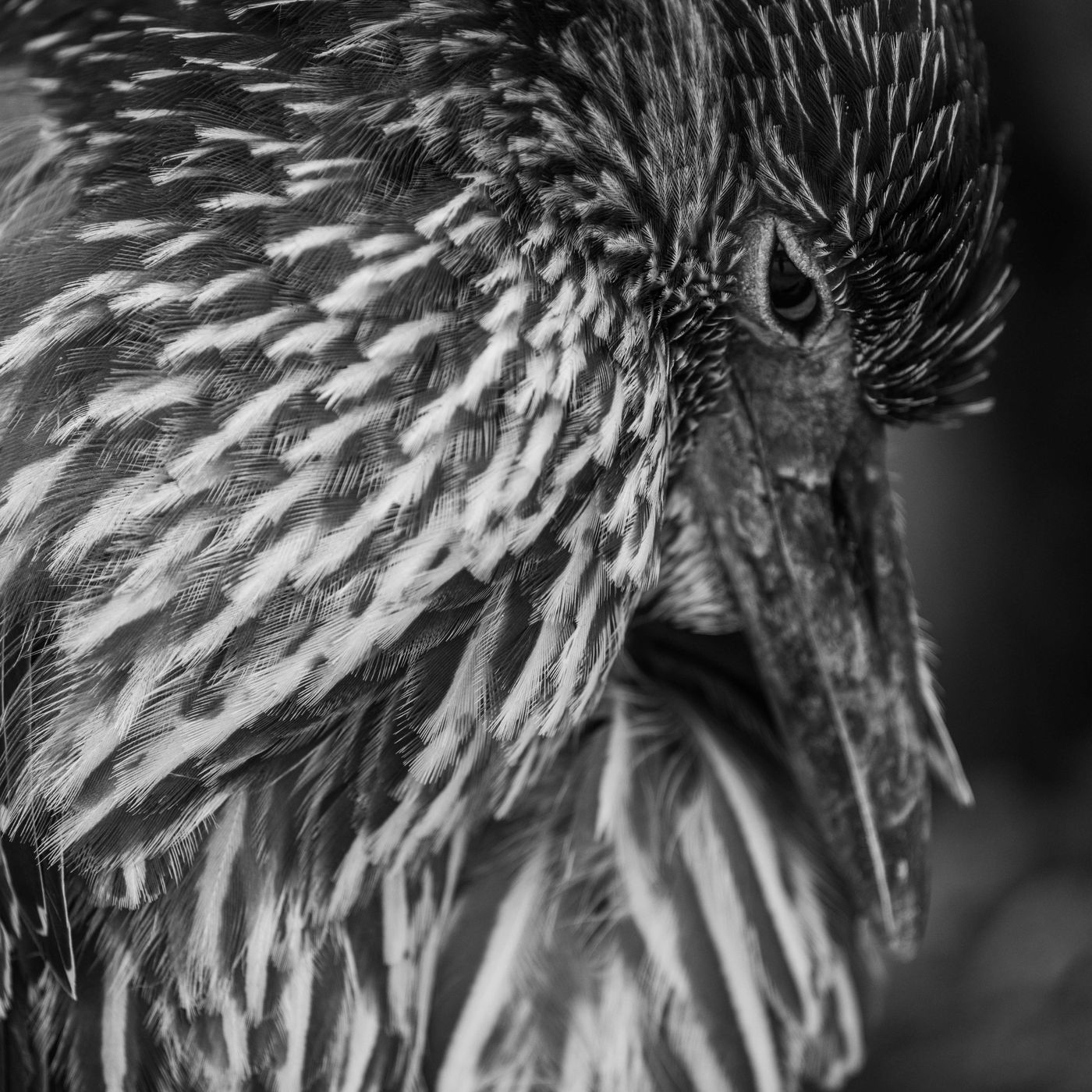 GalapagosBillyHerman-54 © Billy Herman