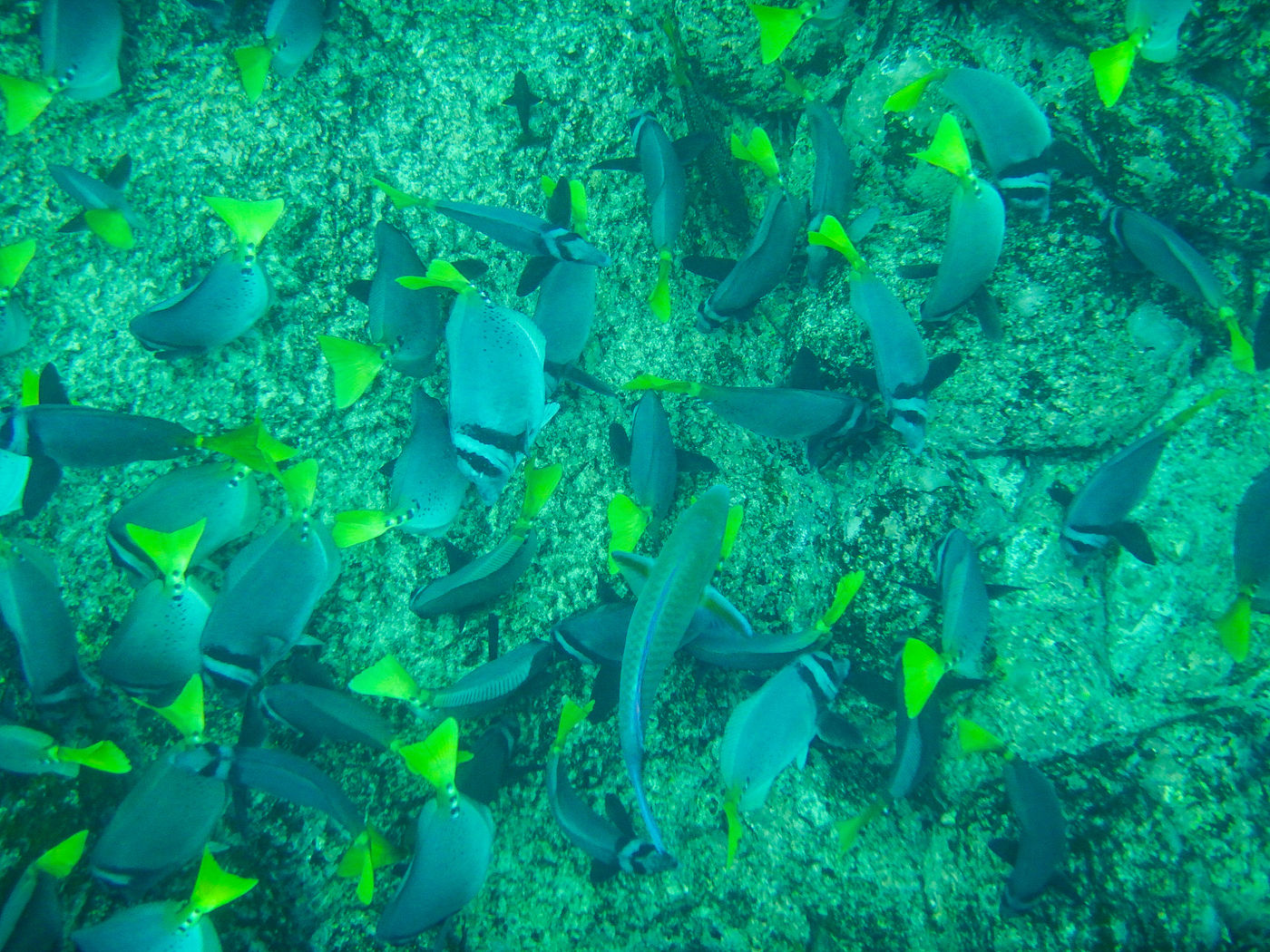 GalapagosBillyHerman-62 © Billy Herman