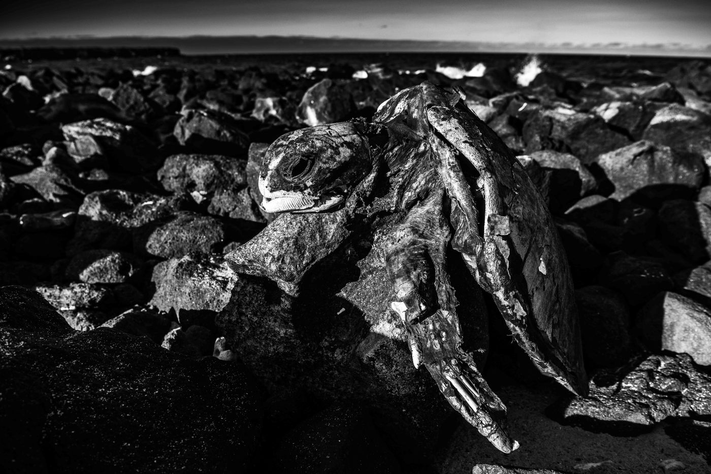 GalapagosBillyHerman-7 © Billy Herman