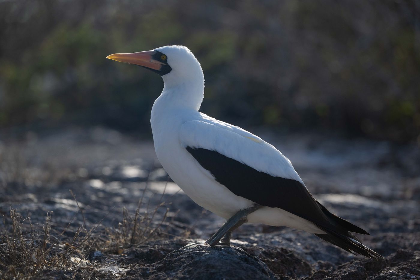 GalapagosBillyHerman-72 © Billy Herman