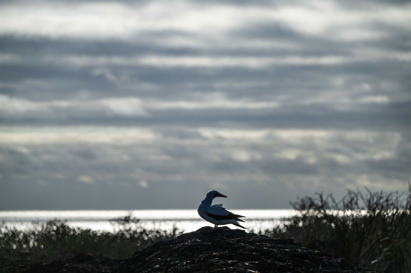 GalapagosBillyHerman-74 © Billy Herman
