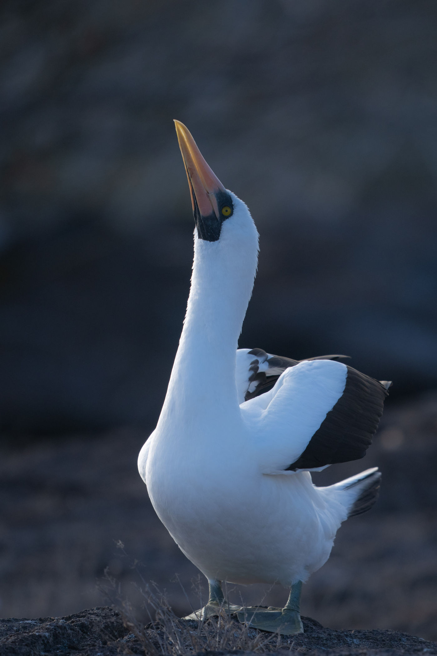 GalapagosBillyHerman-76 © Billy Herman
