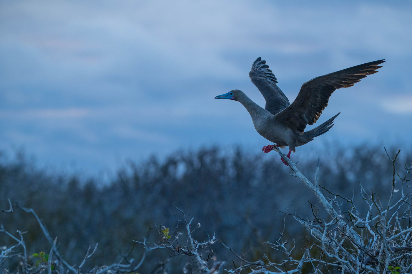 GalapagosBillyHerman-82 © Billy Herman