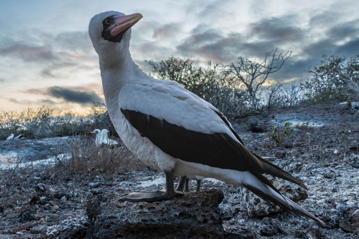GalapagosBillyHerman-84 © Billy Herman