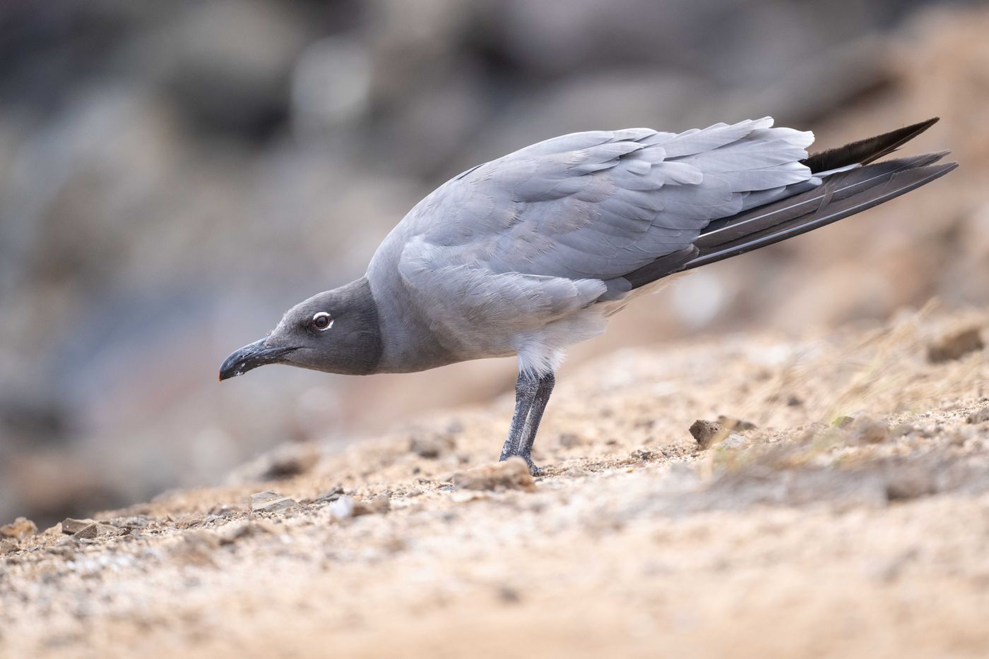 GalapagosBillyHerman © Billy Herman