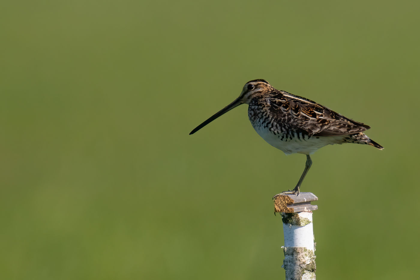 watersnip_territorium © Patrick Keirsebilck