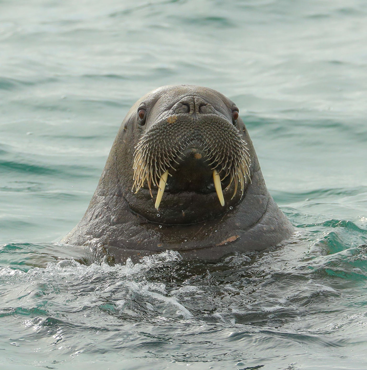 CorSvalbard-17 © Cor Nelissen
