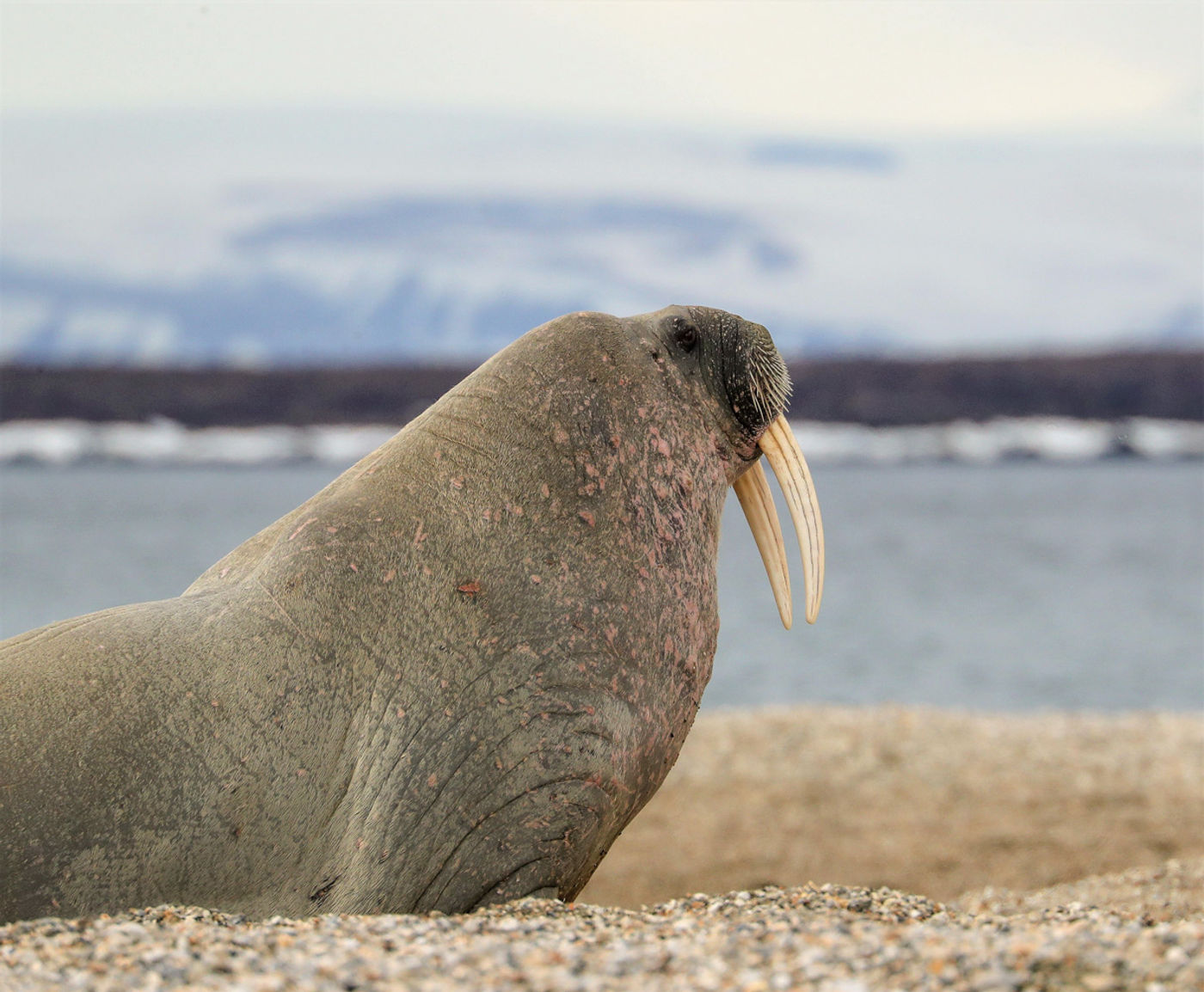 CorSvalbard-18 © Cor Nelissen