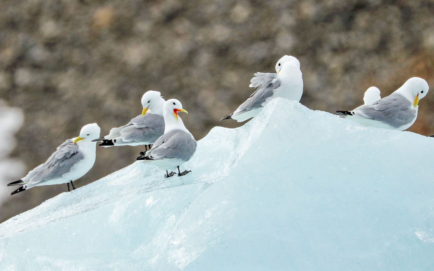 CorSvalbard-28 © Cor Nelissen