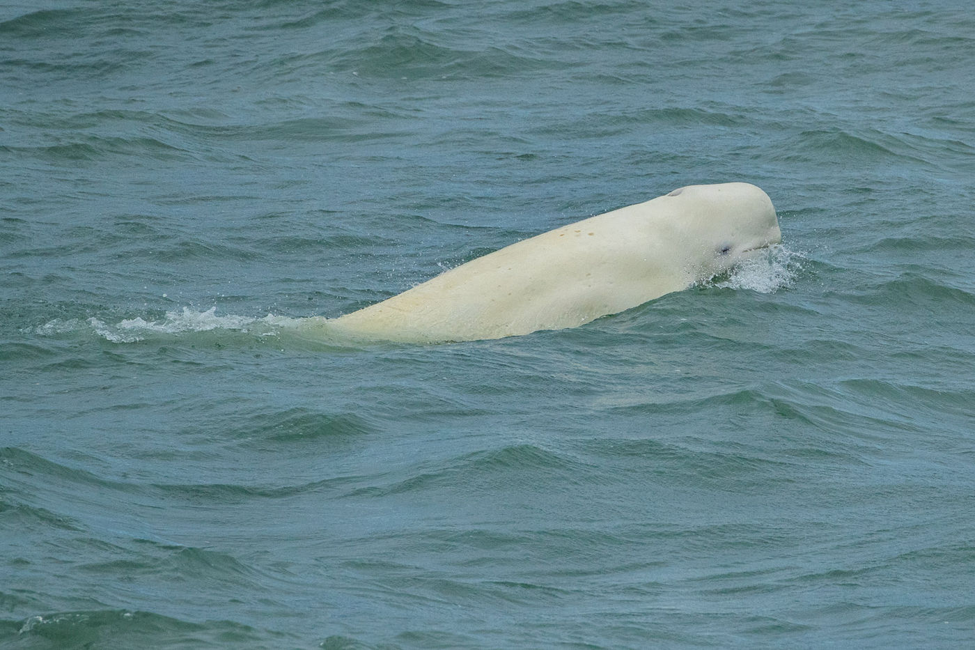 CorSvalbard-39 © Cor Nelissen