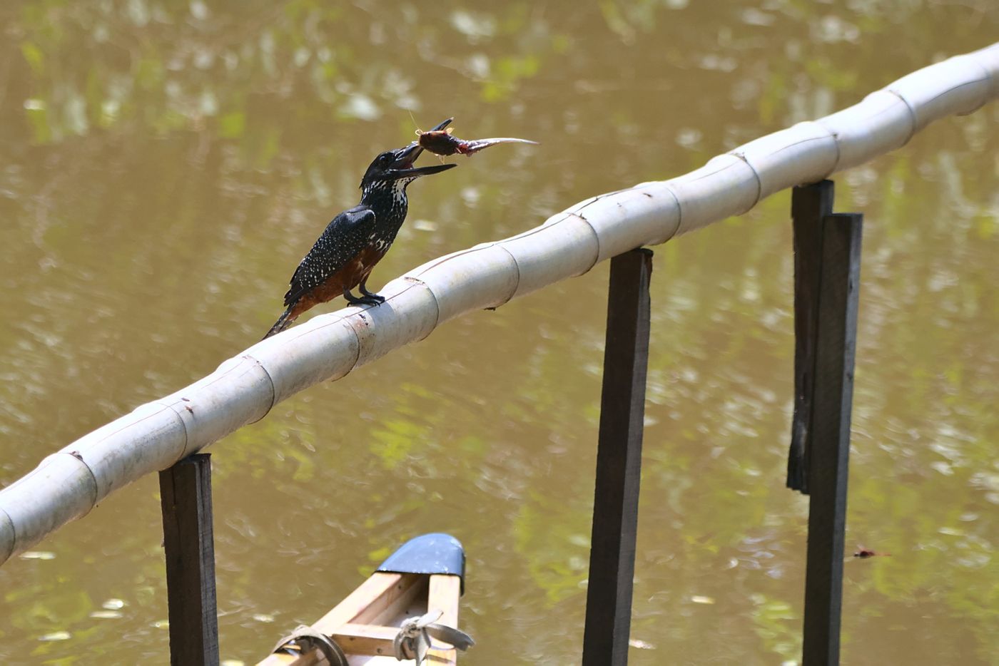 DSC_7591 © Pieterjan Deconinck