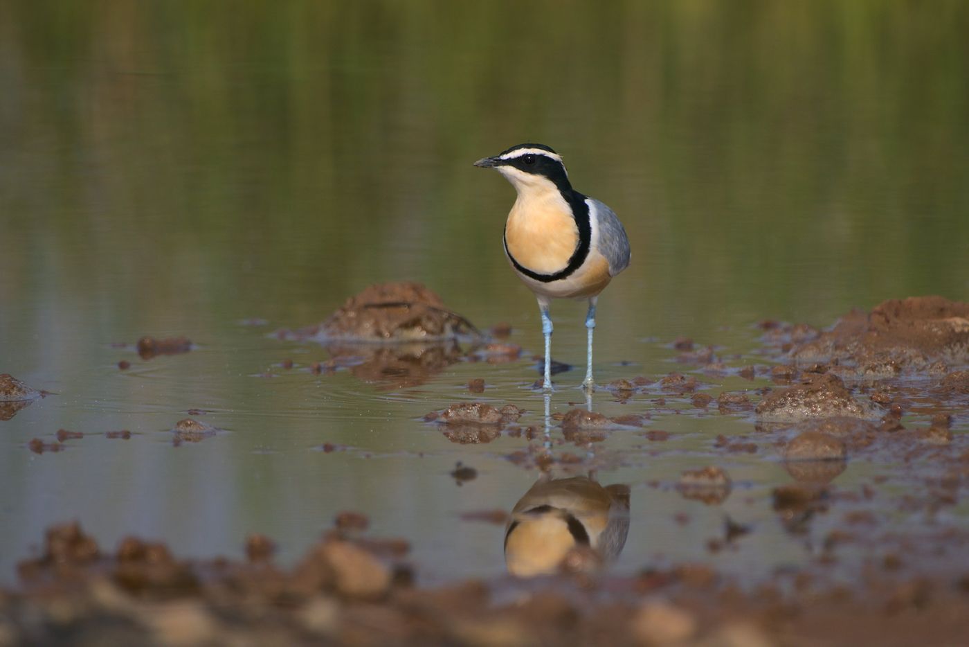 DSC_8966 © Pieterjan Deconinck