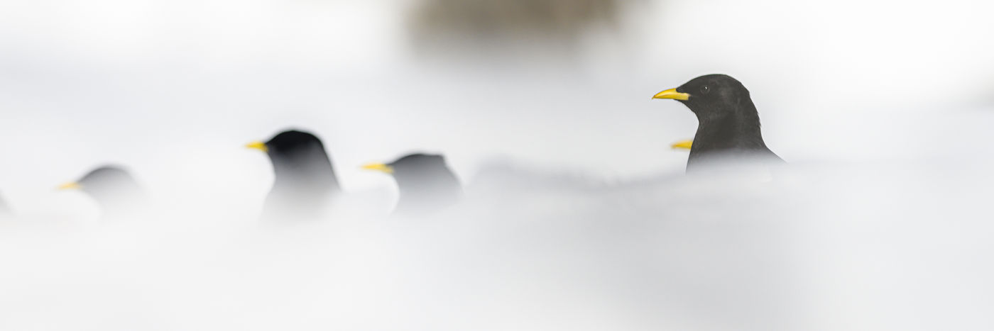 Z75_9592 © Julien Herremans