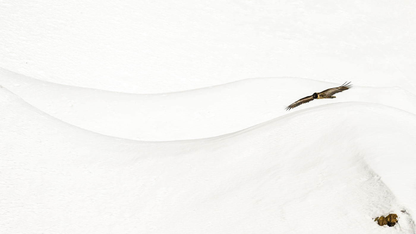 Z99_5459 © Julien Herremans