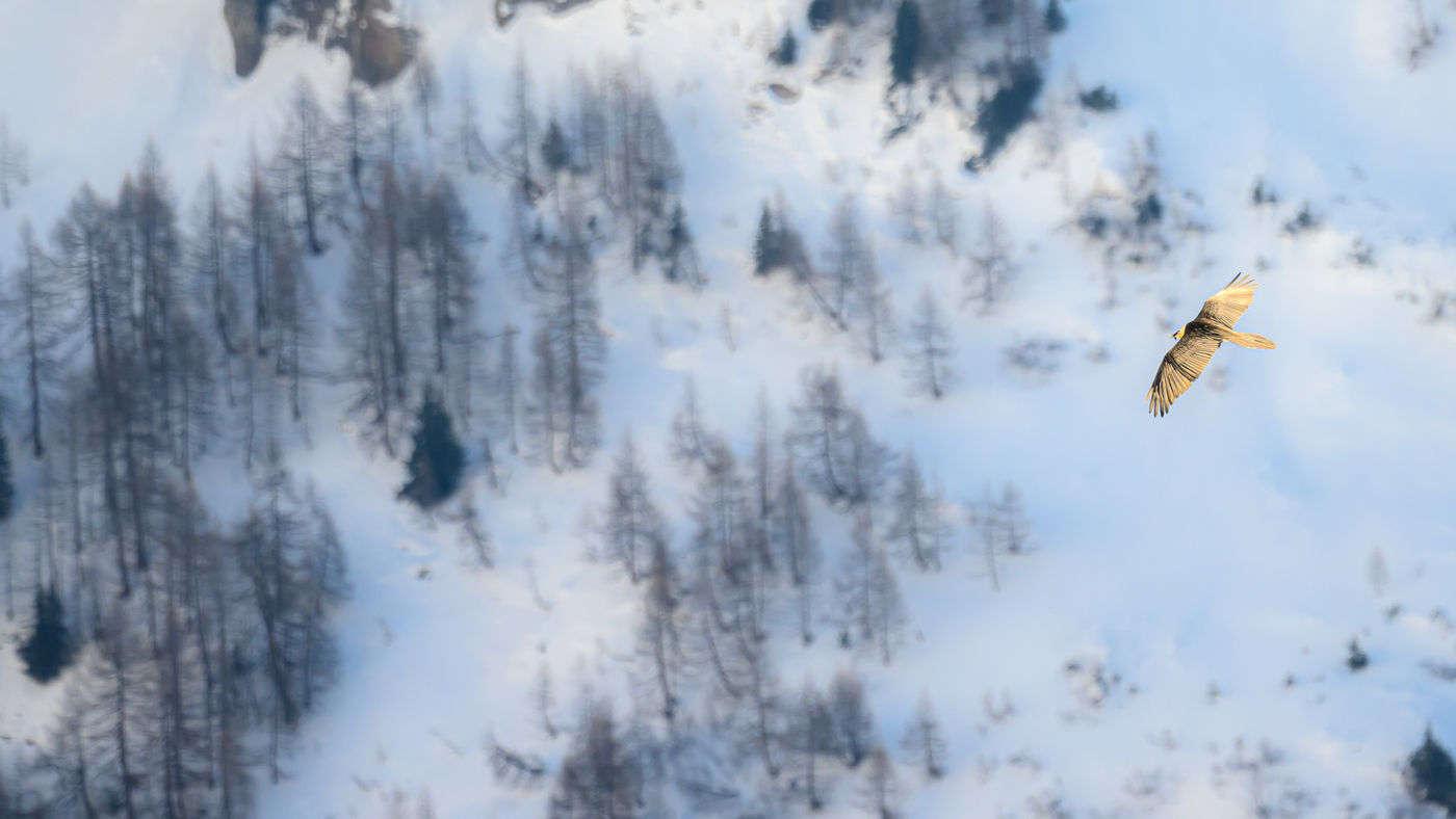 Z99_7171 © Julien Herremans