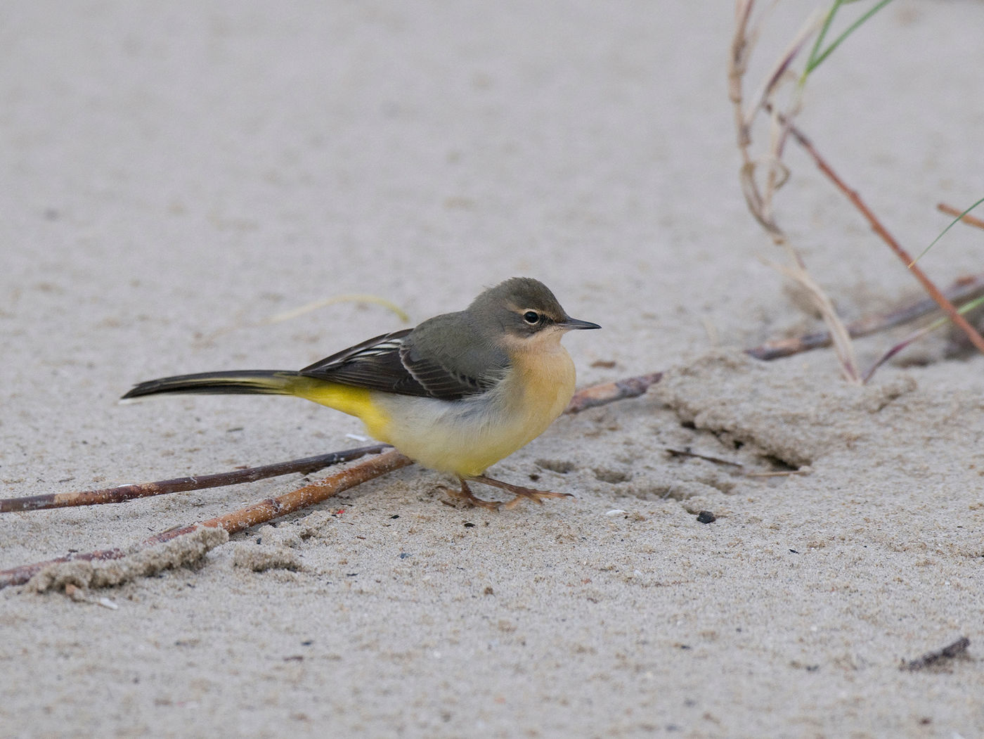 Grote gele kwikstaart