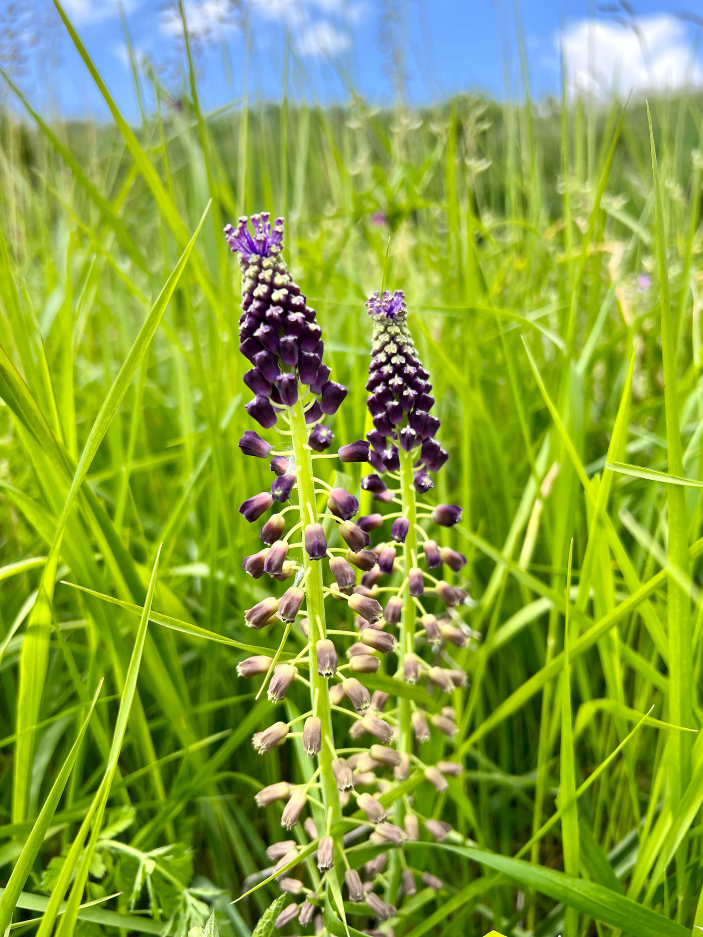 NatuurpuntNetebronnenBillyHerman-11 © Billy Herman