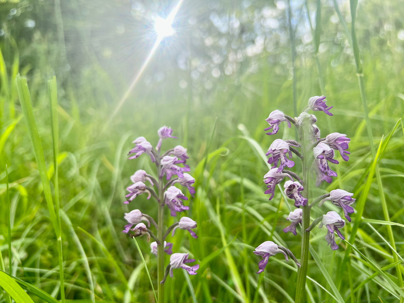 NatuurpuntNetebronnenBillyHerman-12 © Billy Herman