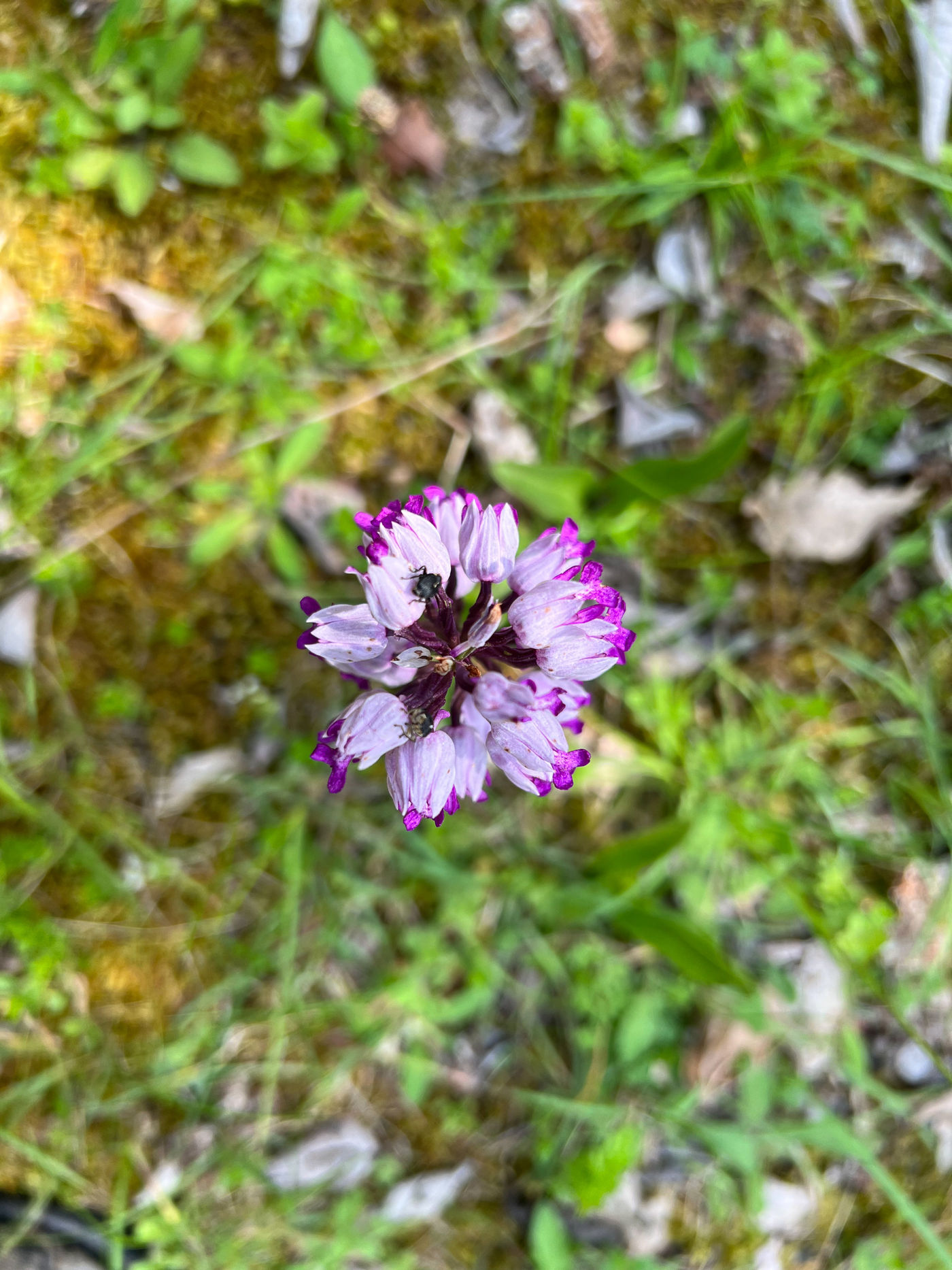 NatuurpuntNetebronnenBillyHerman-20 © Billy Herman
