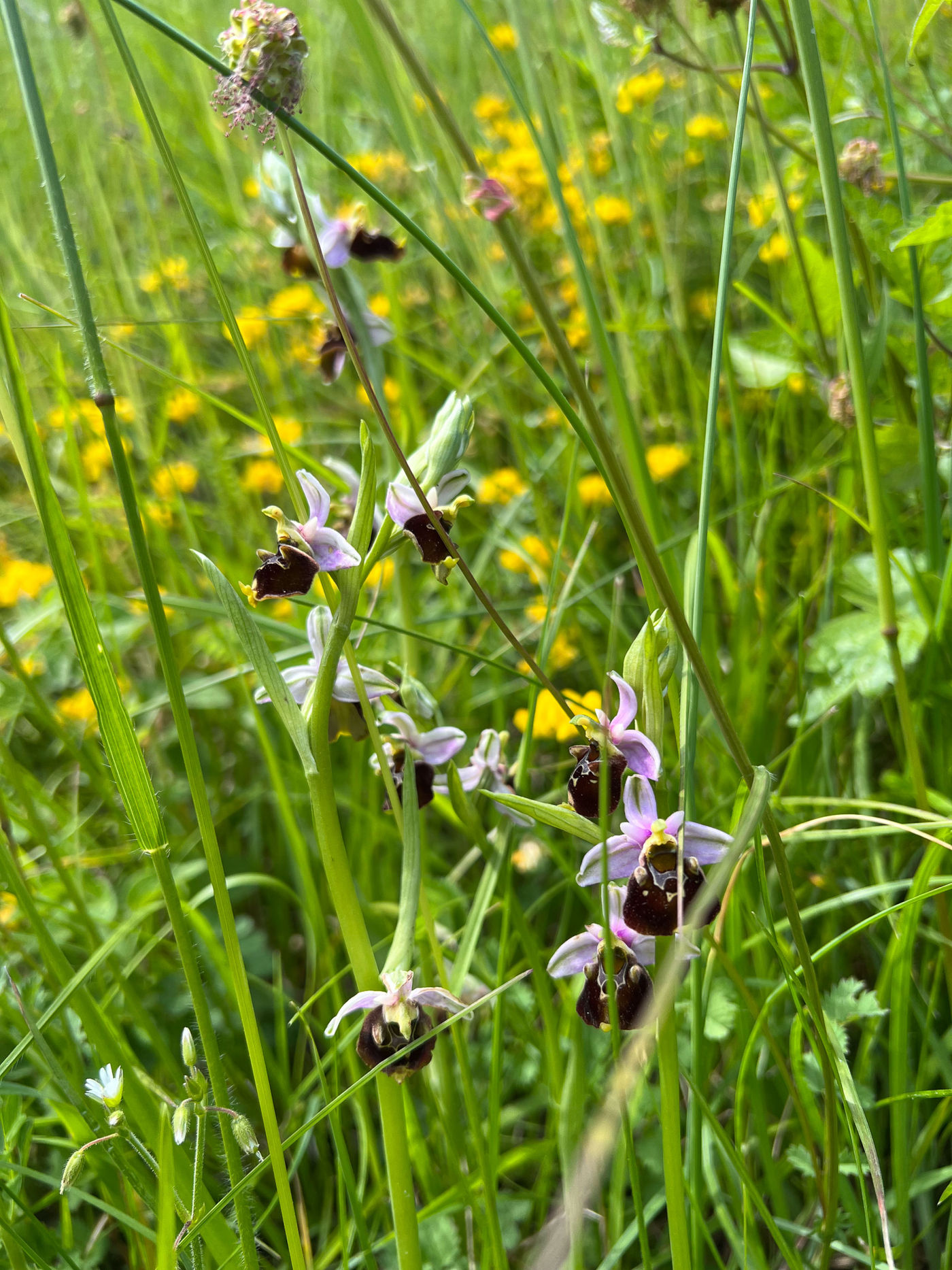 NatuurpuntNetebronnenBillyHermanEXTRA © Billy Herman