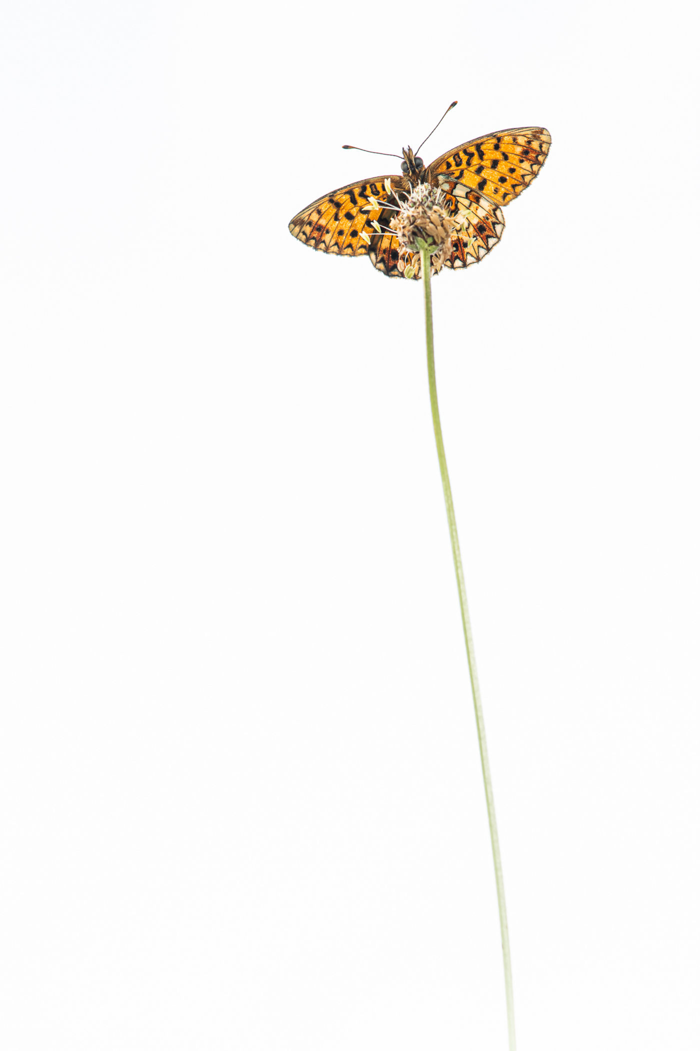 © Rob Blanken