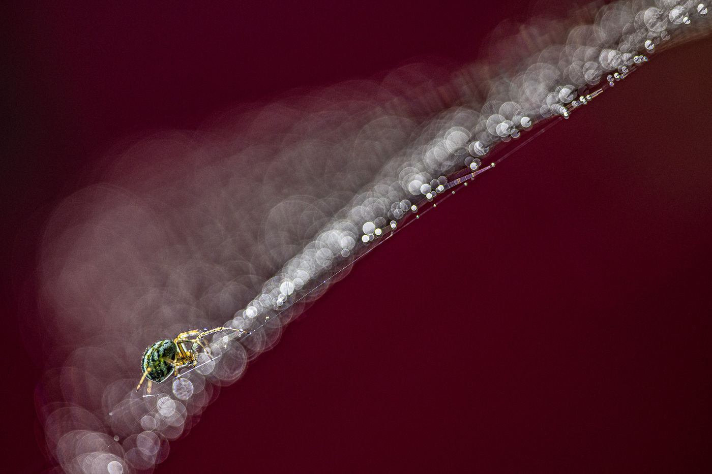 © Rob Blanken