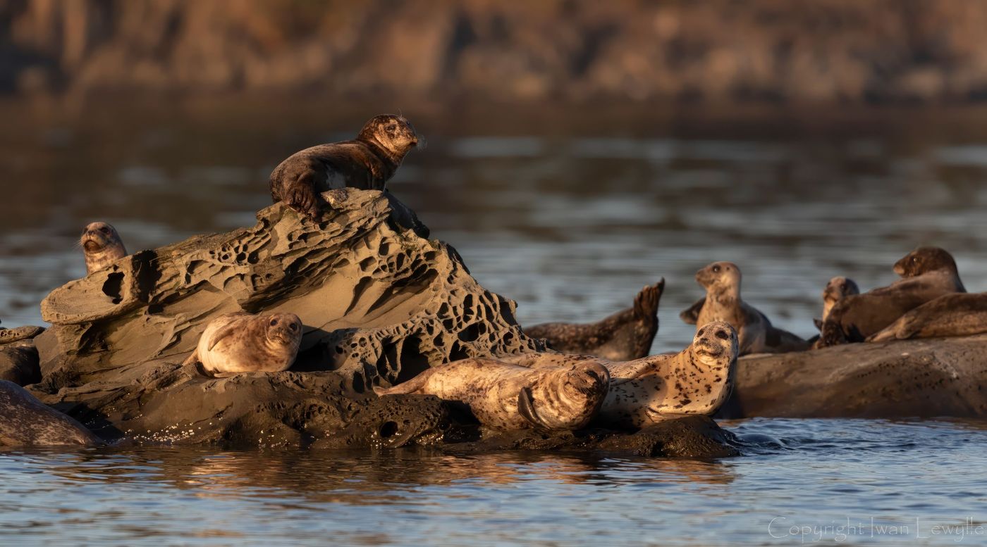 Harbour Seals_copyright (1 van 1)-topaz-denoise-enhance-1.5x-sharpen-2
