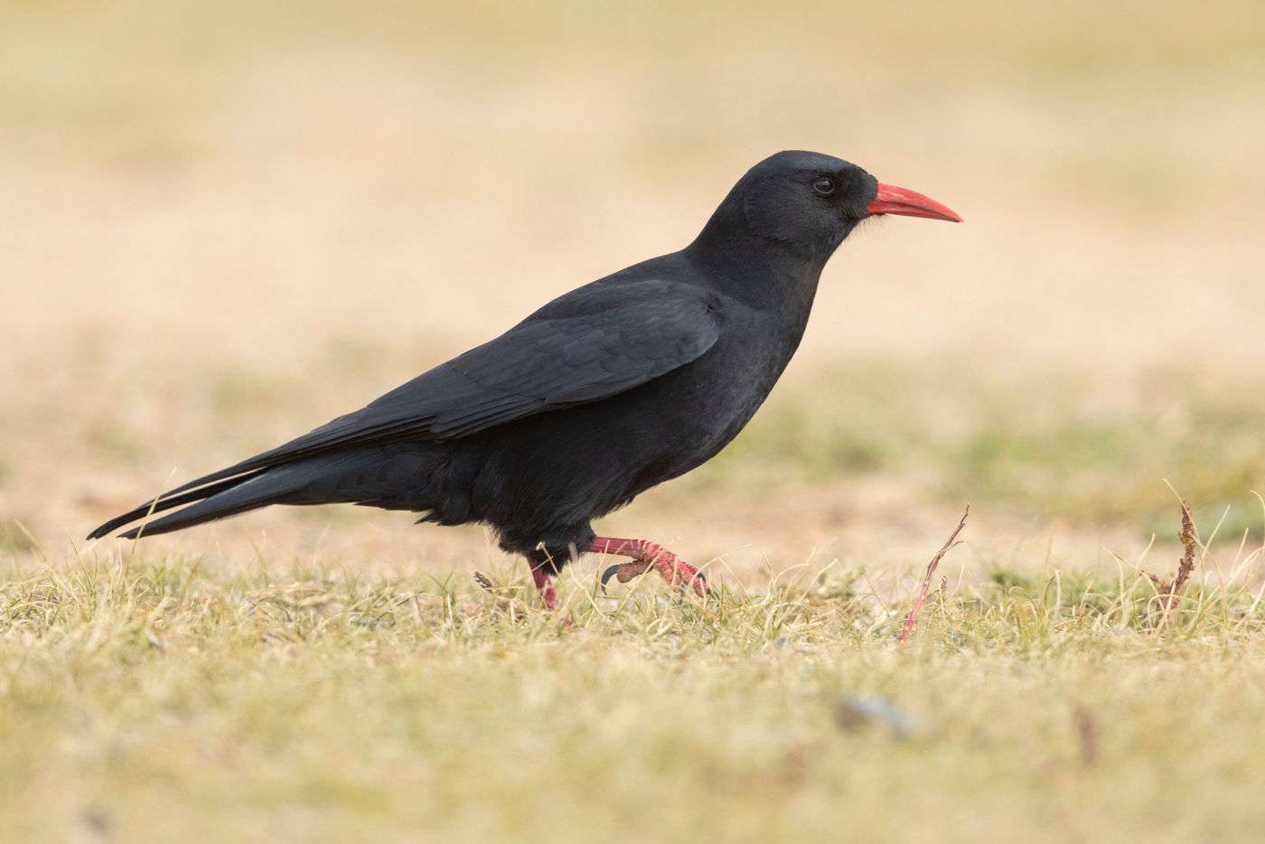 Quelques craves à bec rouge se laissent généralement observer sur l'île de Ouessant. © Noé Terorde