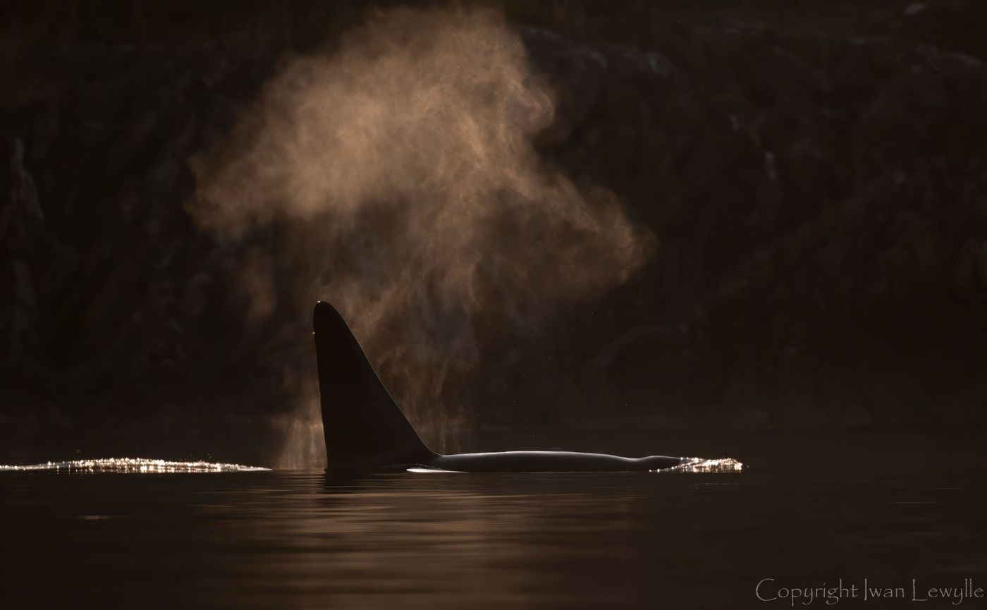 Orca Dark background_copyright (1 van 1)-topaz-denoise-enhance-1.5x-sharpen
