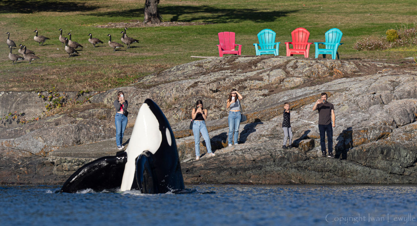 Orca Oak Bay_copyright