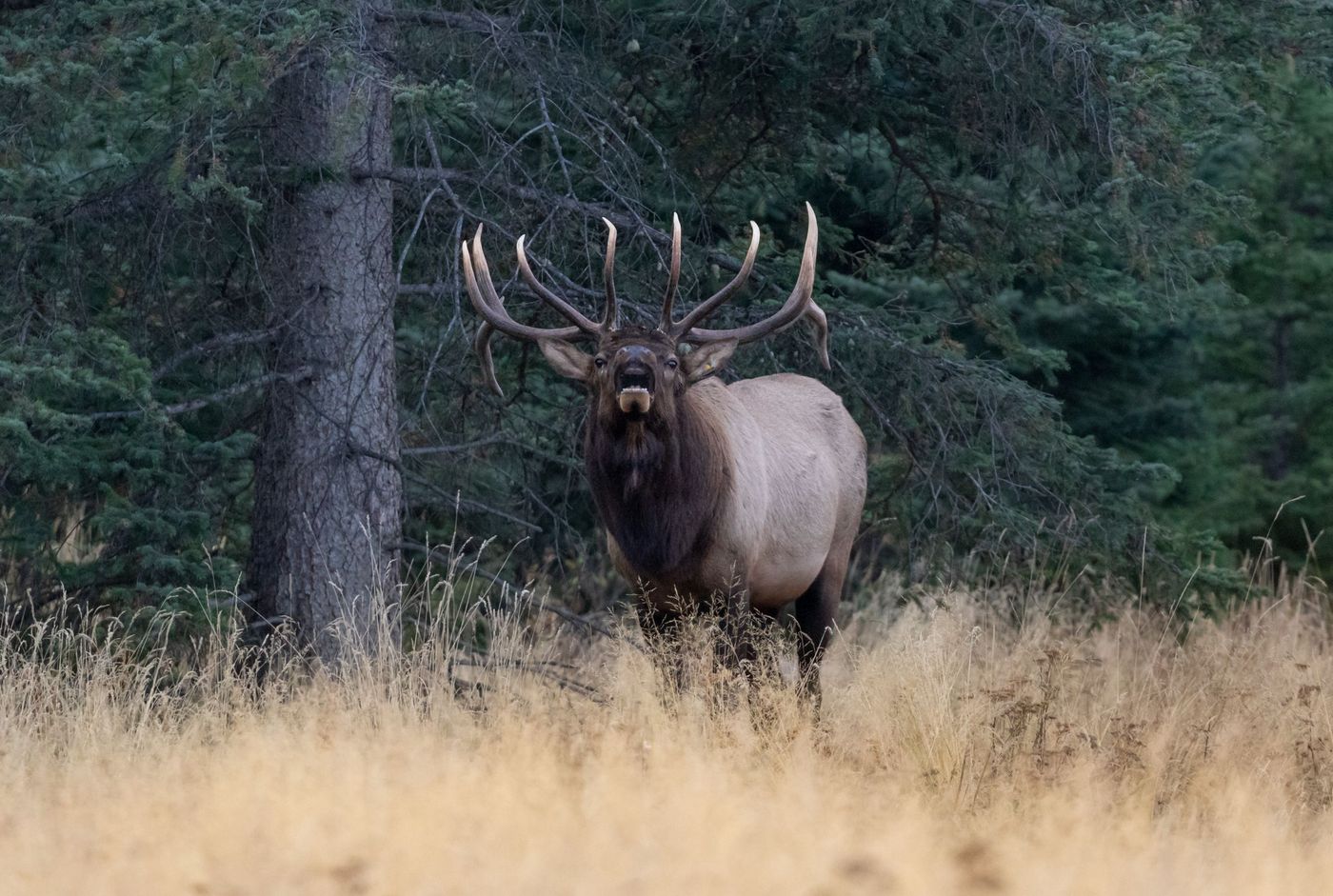 Rocky Mountain Elk
