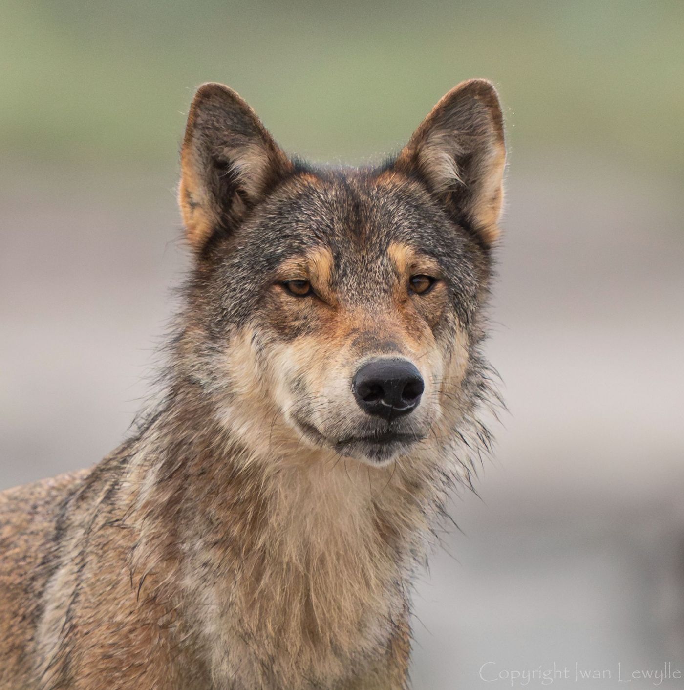 Wolf close up_copyright denoise (1 van 1)