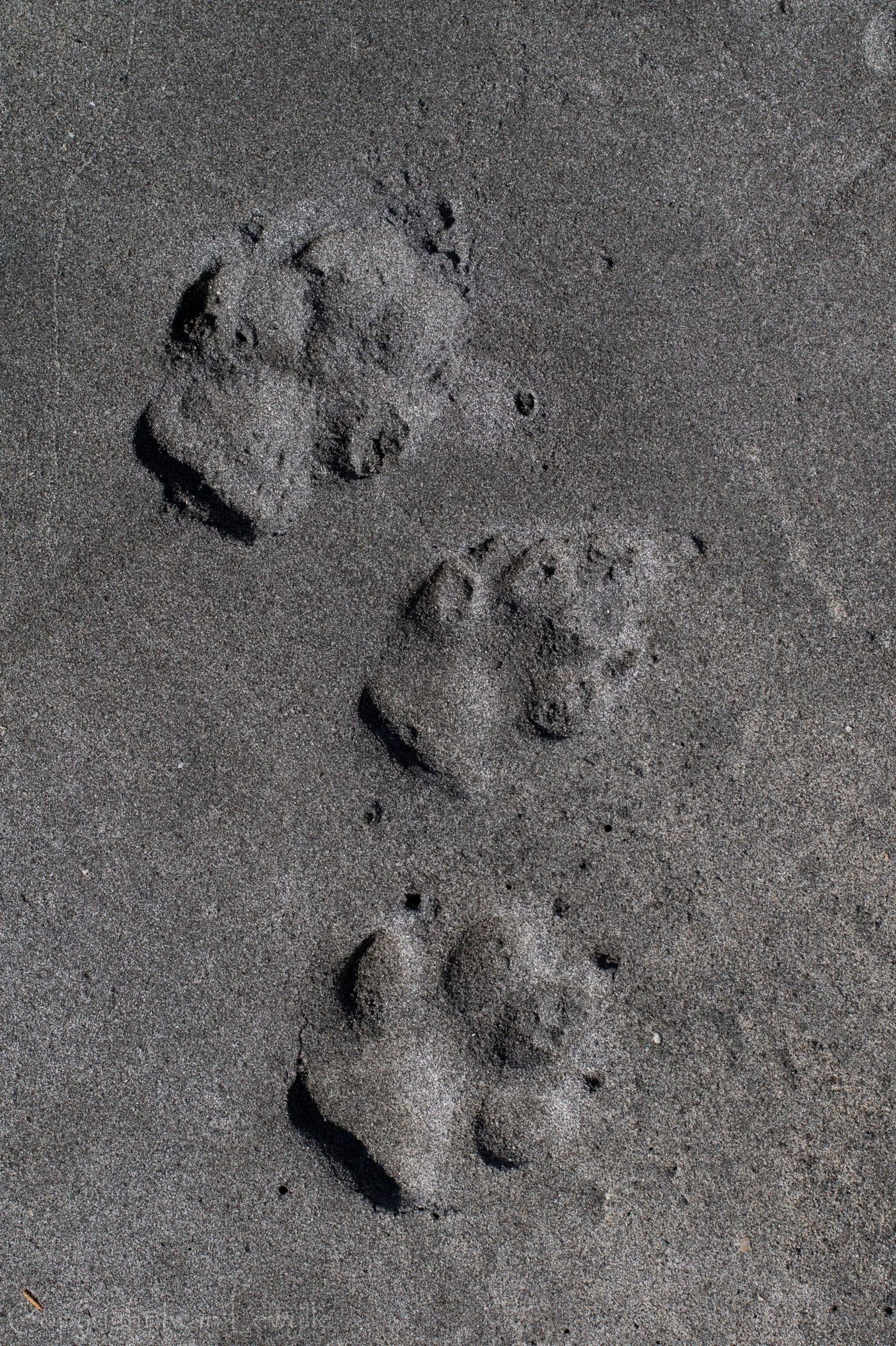 Wolf tracks