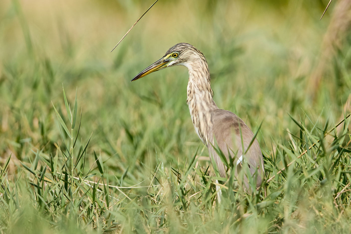 Indian Pond Heron de Mascate. © Noé Terorde