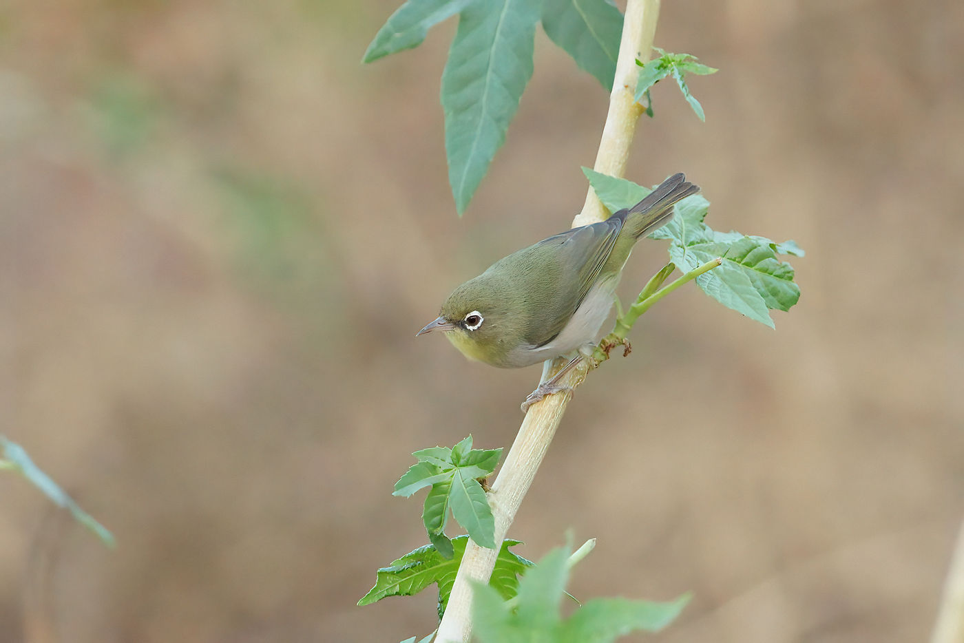 Les Abyssinian White-eyed ne se retrouvent qu'autour de Salalah où ils sont très courants. © Noé Terorde