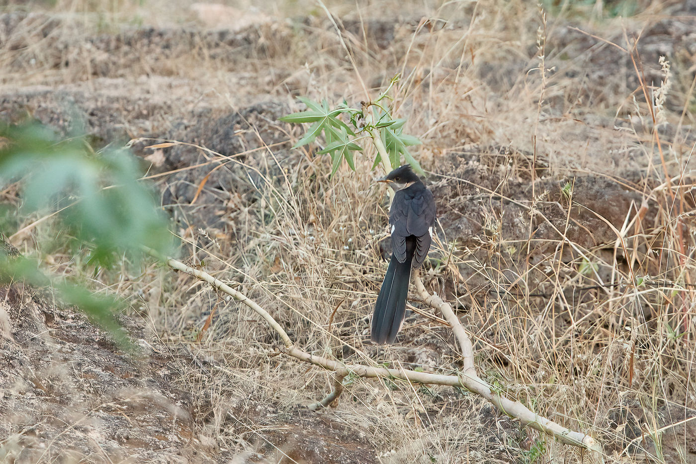 Jacobin Cuckoo ! Une excellente surprise trouvée par nos propres soins. © Noé Terorde