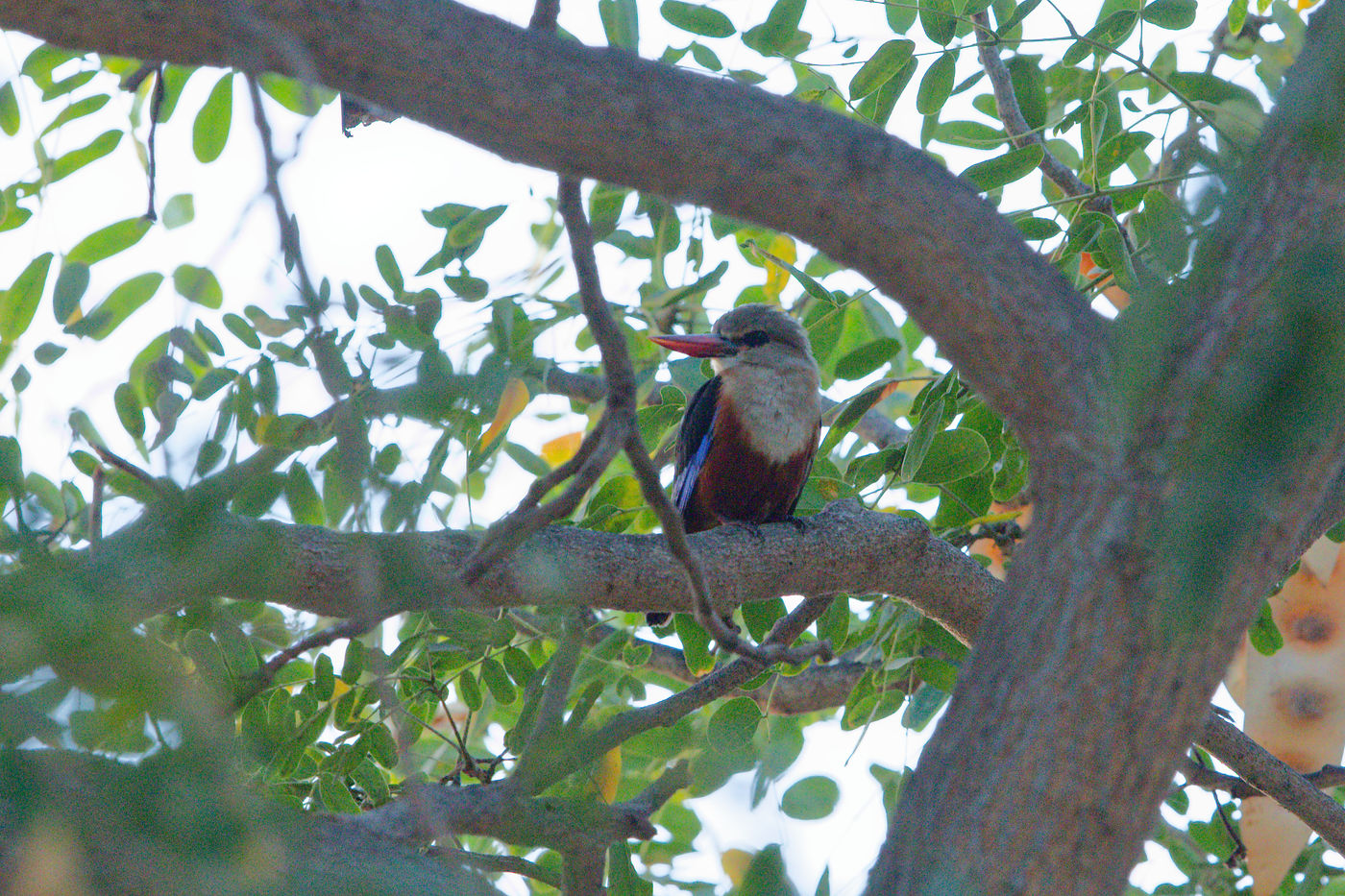 Le Grey-headed Kingfisher est un splendide martin-pêcheur originaire d'Afrique. © Noé Terorde