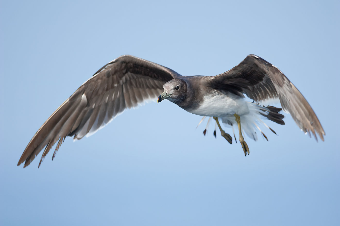 Sooty Gull. L'un des laridés les plus communs du pays. © Noé Terorde